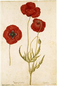 Jacques Le Moyne de Morgues. Red Poppy (Corn Poppy)