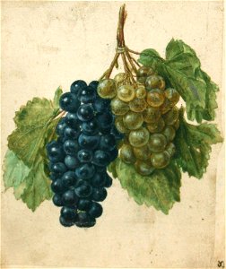 Jacques Le Moyne de Morgues. A Double Vine of Purple and Green Grapes