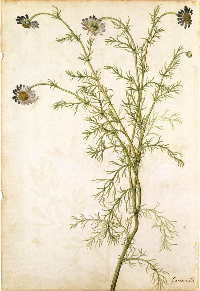 Jacques Le Moyne de Morgues. Sweet-scented Camomile