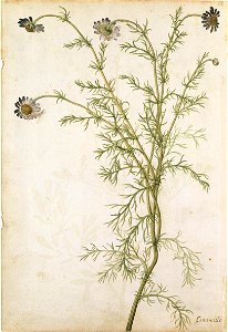 Jacques Le Moyne de Morgues. Sweet-scented Camomile