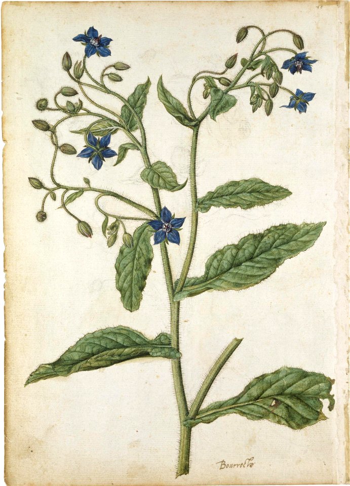 Jacques Le Moyne de Morgues. Borage