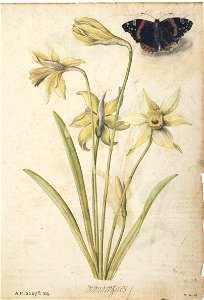 Jacques Le Moyne de Morgues. Daffodils and a Red Admiral Butterfly