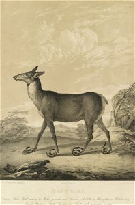 Jagd-Album nach Ridinger 09