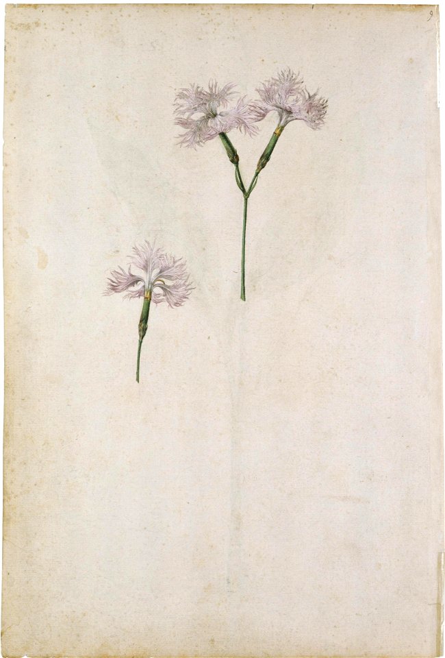 Jacques Le Moyne de Morgues. Plume (Common) Pink