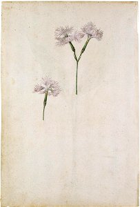 Jacques Le Moyne de Morgues. Plume (Common) Pink