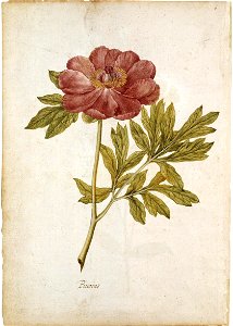 Jacques Le Moyne de Morgues. Peony