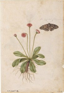 Jacques Le Moyne de Morgues. Species Rose