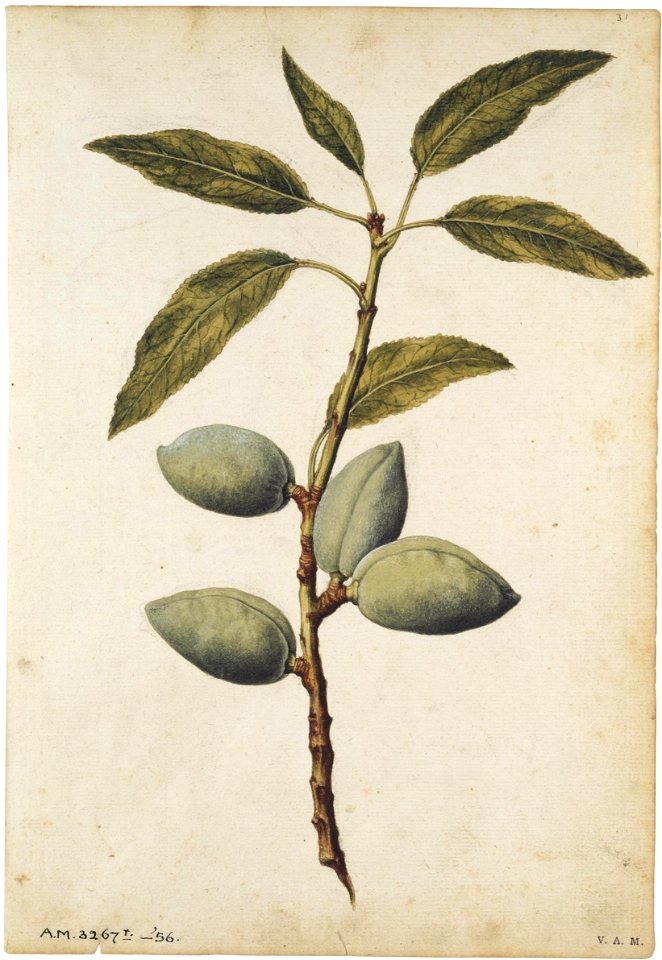 Jacques Le Moyne de Morgues. Almond
