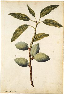 Jacques Le Moyne de Morgues. Almond