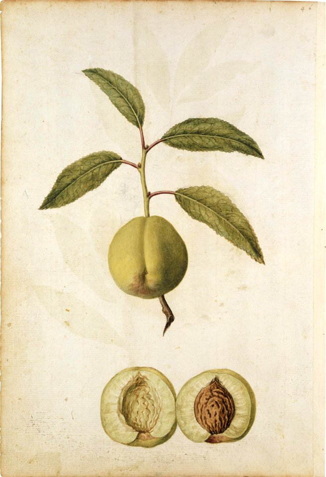 Jacques Le Moyne de Morgues. Illustration of a peach