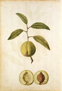 Jacques Le Moyne de Morgues. Illustration of a peach