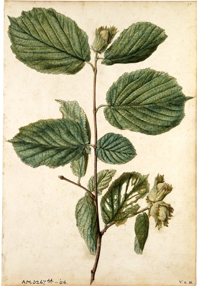 Jacques Le Moyne de Morgues. Cob-nut