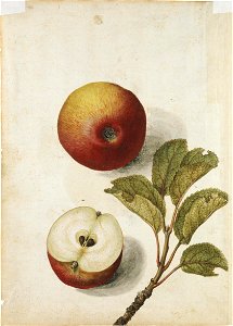 Jacques Le Moyne de Morgues. Apple
