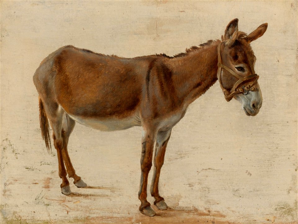 Jacques-Laurent Agasse - A donkey