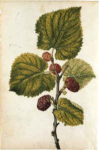 Jacques Le Moyne de Morgues. Mulberry