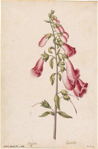 Jacques Le Moyne de Morgues. Foxglove