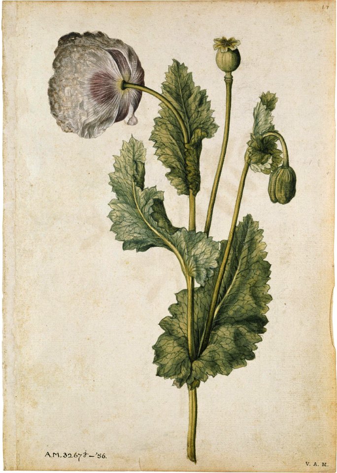 Jacques Le Moyne de Morgues. Opium Poppy