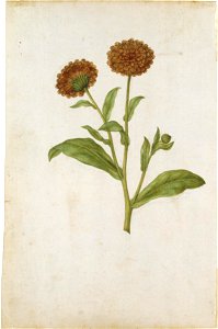 Jacques Le Moyne de Morgues. Pot Marigold