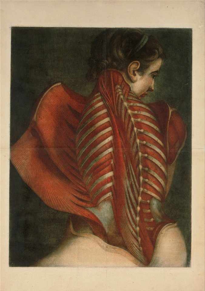 Jacques-Fabien Gautier-Dagoty, French - Muscles of the Back - Google Art Project