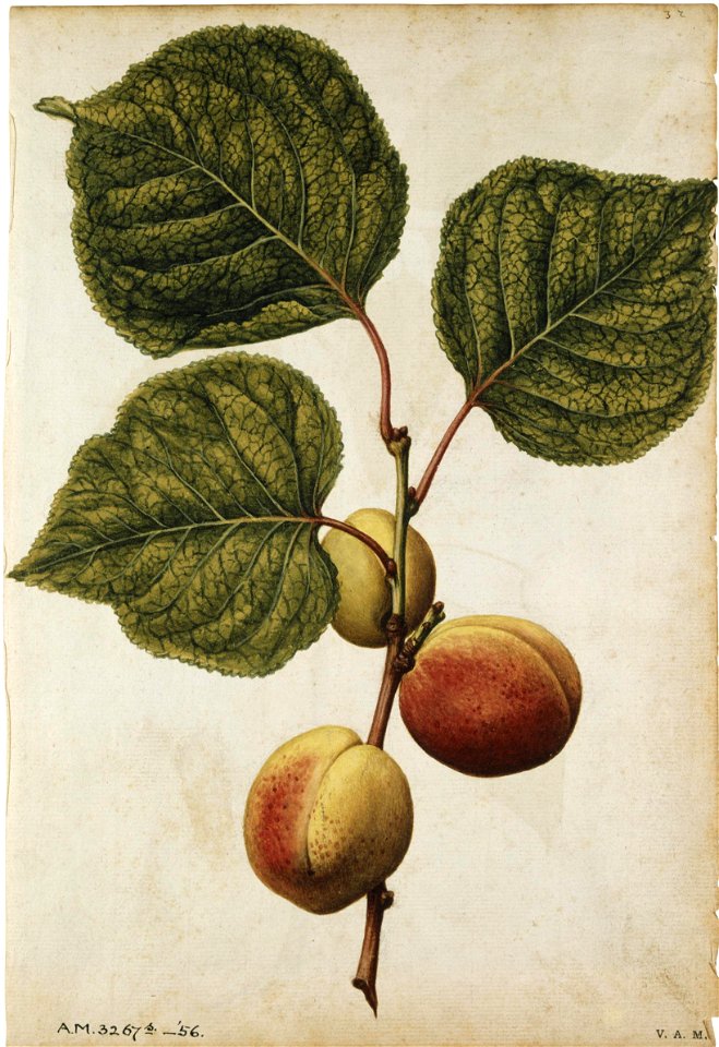 Jacques Le Moyne de Morgues. Wild Cherry, Prunus avium