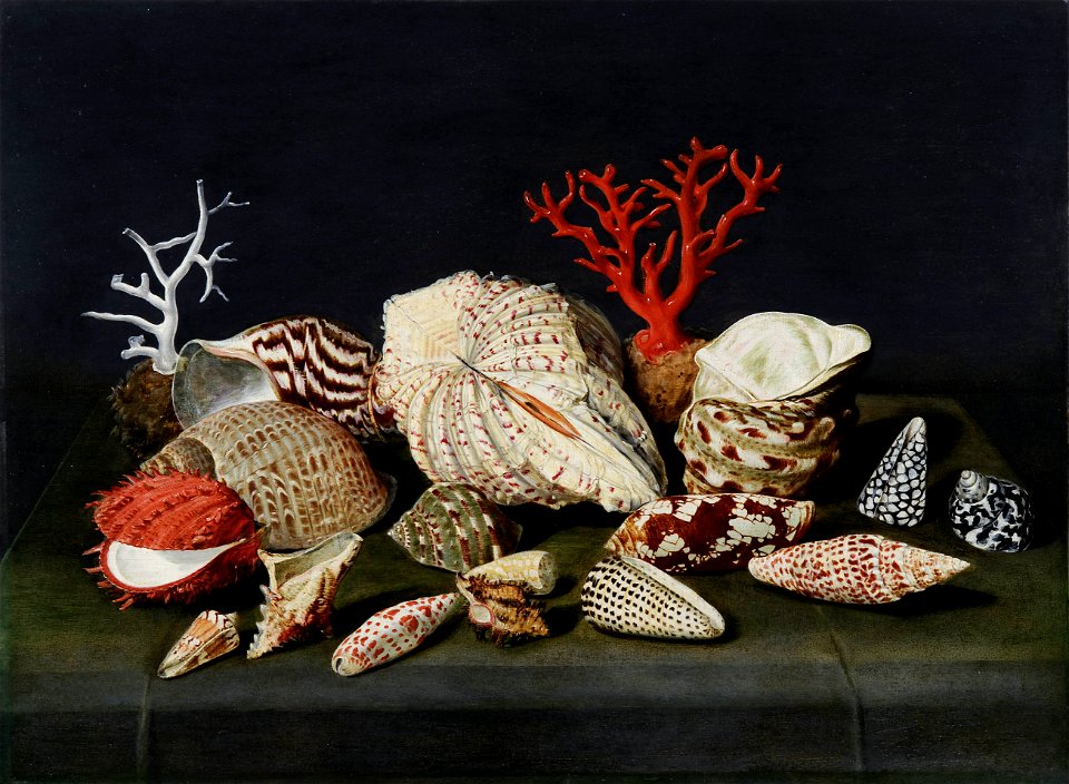 Jacques Linard - Still life with shells and coral - 55 linard 2799
