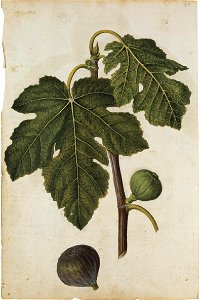 Jacques Le Moyne de Morgues. Ficus carica L