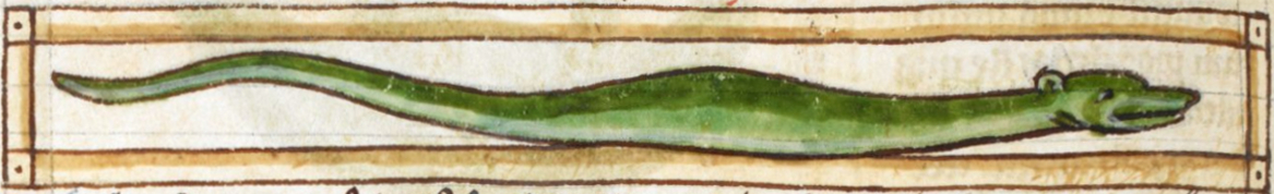 Jaculus 3244