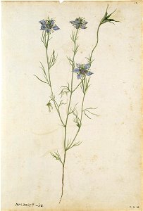 Jacques Le Moyne de Morgues. Love-in-a-mist