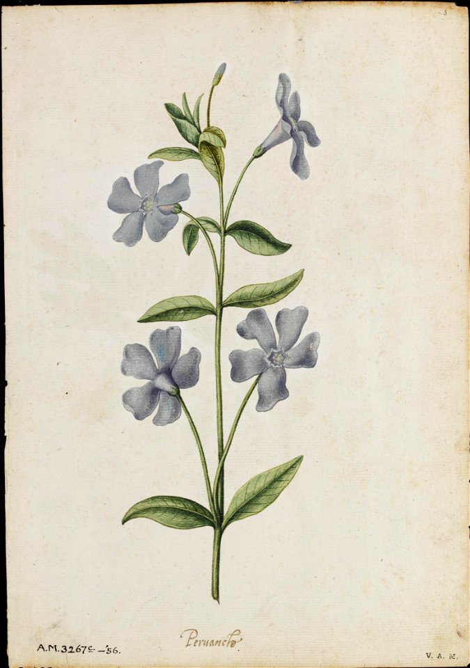 Jacques Le Moyne de Morgues. Periwinkle