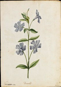 Jacques Le Moyne de Morgues. Periwinkle