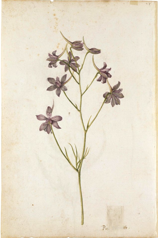 Jacques Le Moyne de Morgues. Larkspur
