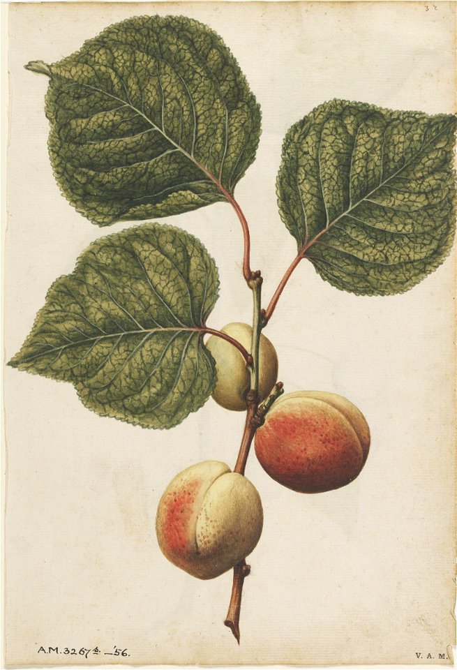 Jacques Le Moyne de Morgues. Nectarine