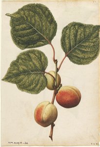 Jacques Le Moyne de Morgues. Nectarine