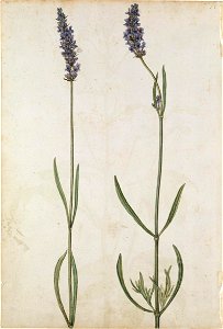 Jacques Le Moyne de Morgues. Lavender