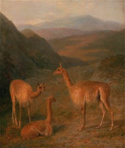 Jacques-Laurent Agasse - Vicunas - Google Art Project. Free illustration for personal and commercial use.