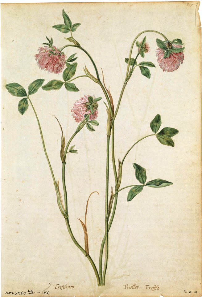 Jacques Le Moyne de Morgues. The purple clover