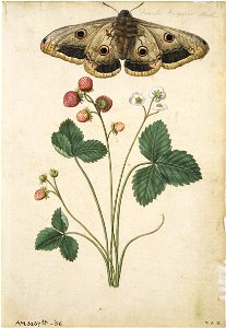 Jacques Le Moyne de Morgues. Strawberry and Emperor Moth