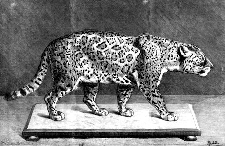 Jaguar americano