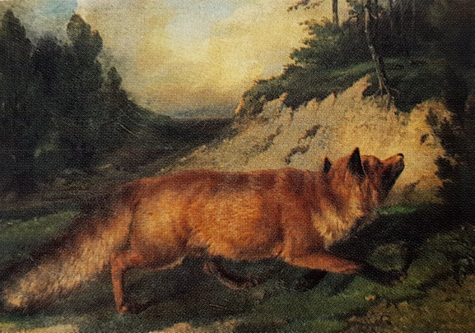 Jagande räv x Carl Fredrik Kiörboe