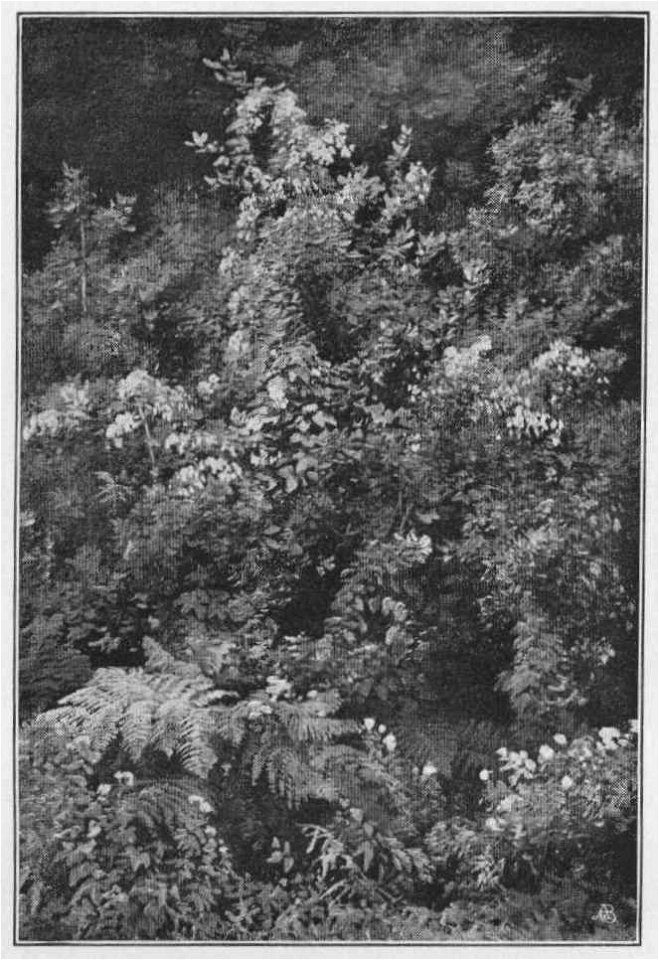 Jahrhundertausstellung 1906 KatNr. 1483