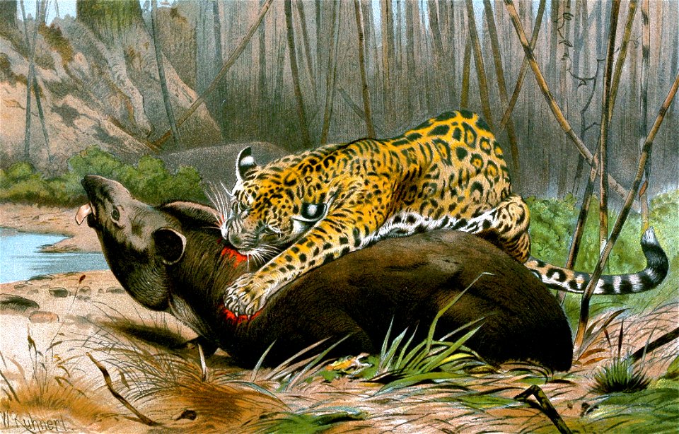 Jaguar killing tapir