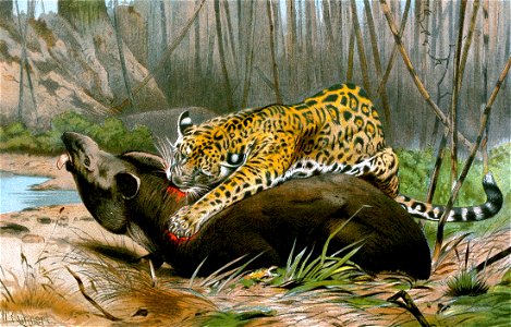 Jaguar killing tapir
