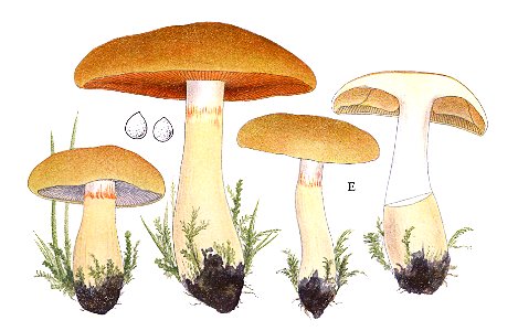 Jakob E. Lange- Flora agaricina Danica. Vol. 3- TAB. 90 E