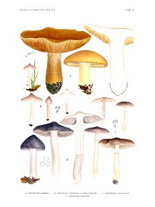 Jakob E. Lange- Flora agaricina Danica. Vol. 1- TAB. 23