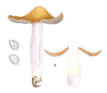 Jakob E. Lange- Flora agaricina Danica Vol.3-TAB.89-A