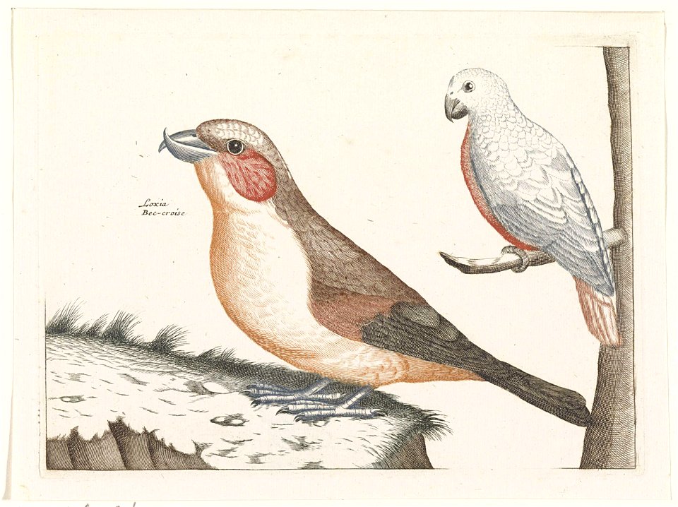 Kruisbek en witte vogel