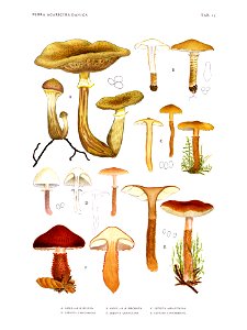 Jakob E. Lange- Flora agaricina Danica. Vol. 1- TAB. 15