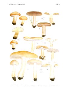 Jakob E. Lange- Flora agaricina Danica. Vol. 1- TAB. 27