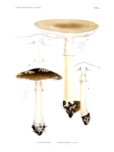 Jakob E. Lange- Flora agaricina Danica. Vol. 1- TAB. 04