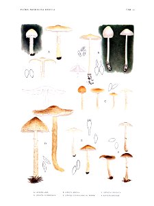 Jakob E. Lange- Flora agaricina Danica. Vol. 1- TAB. 11